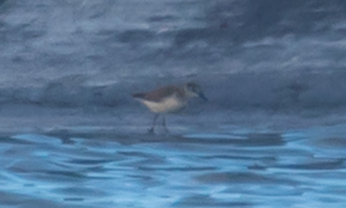 Semipalmated Sandpiper - ML616401005