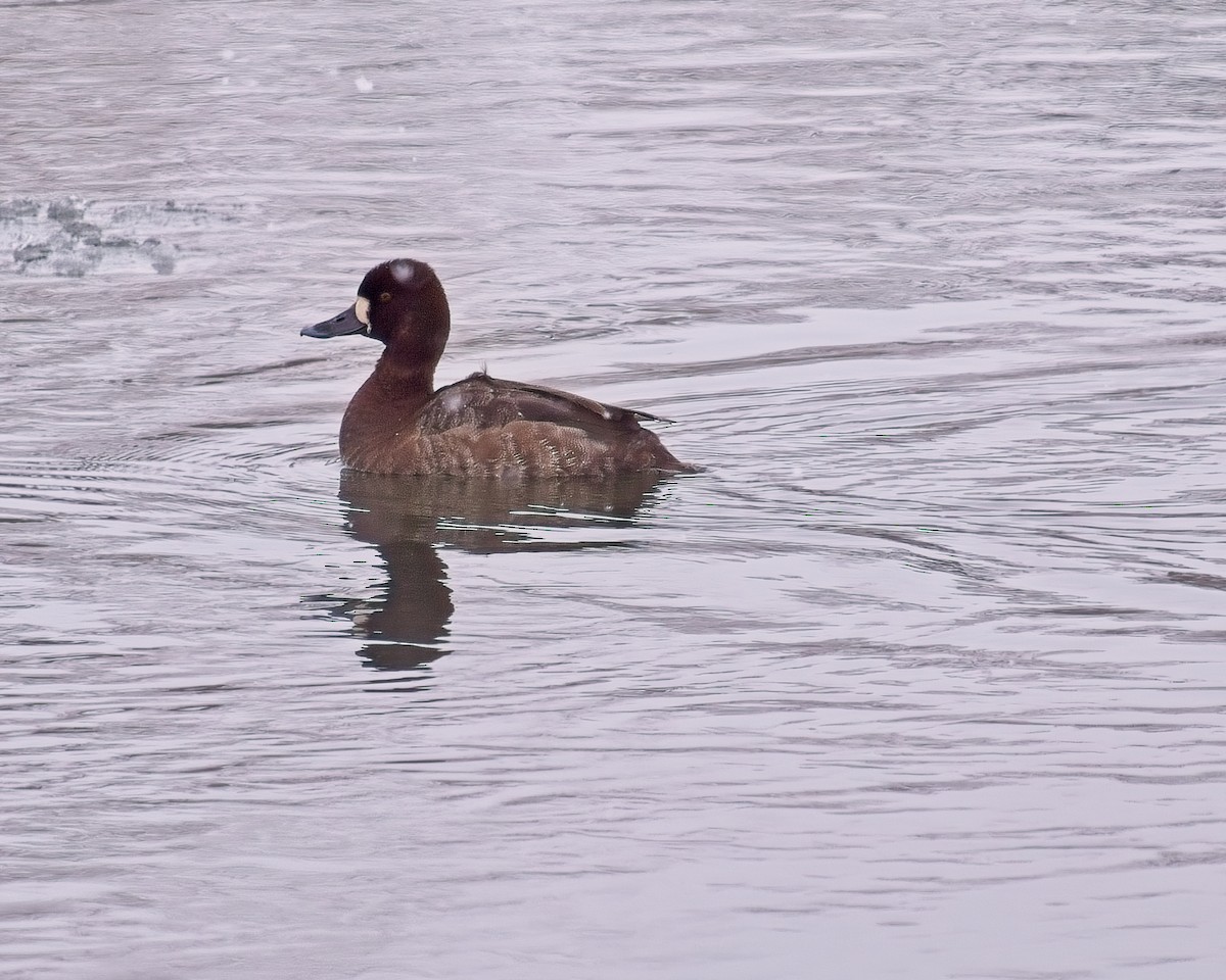 Greater Scaup - ML616401037