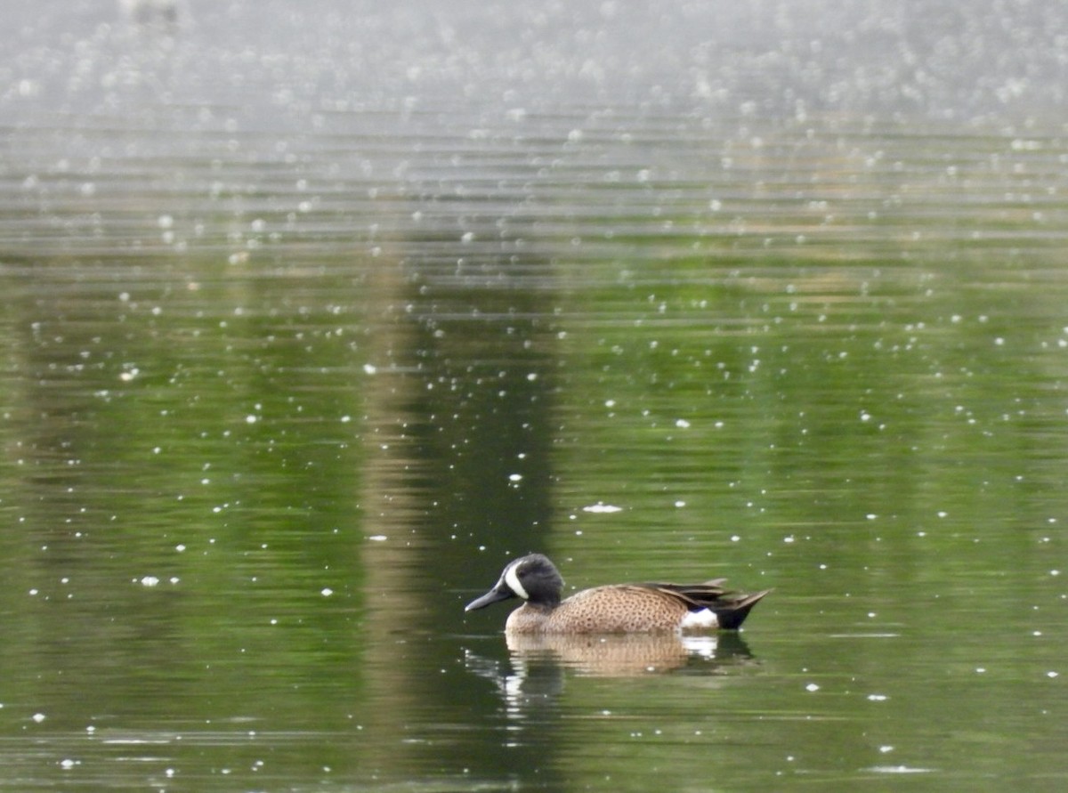 Blue-winged Teal - ML616401068