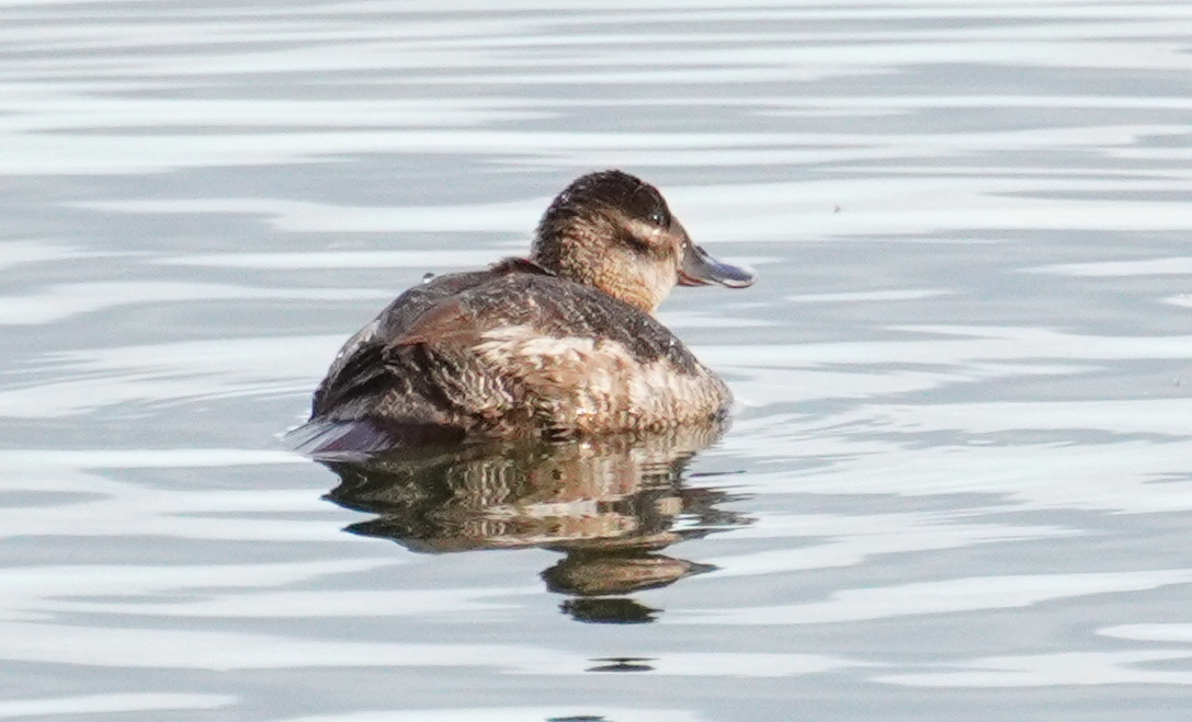 Ruddy Duck - ML616401069