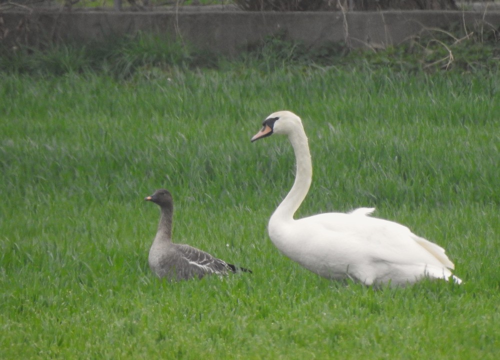 Tundra Bean-Goose - ML616401107