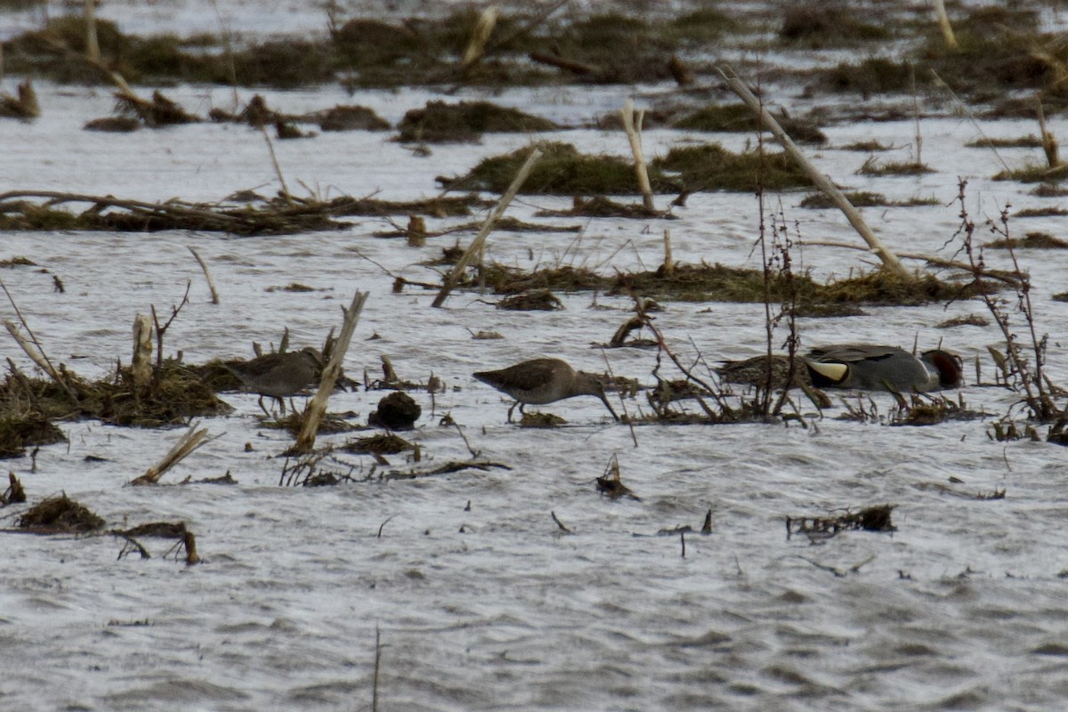 Long-billed Dowitcher - ML616401150