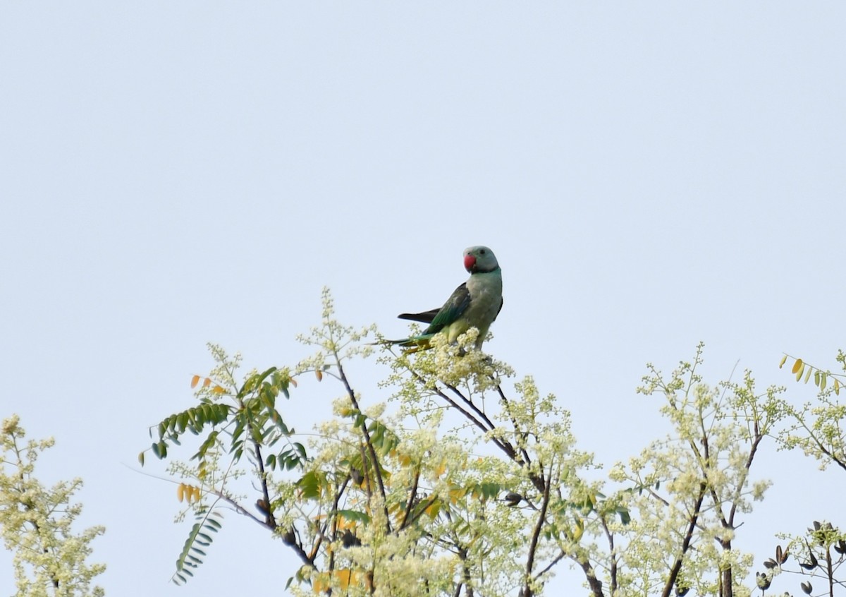 Malabar Yeşil Papağanı - ML616401180