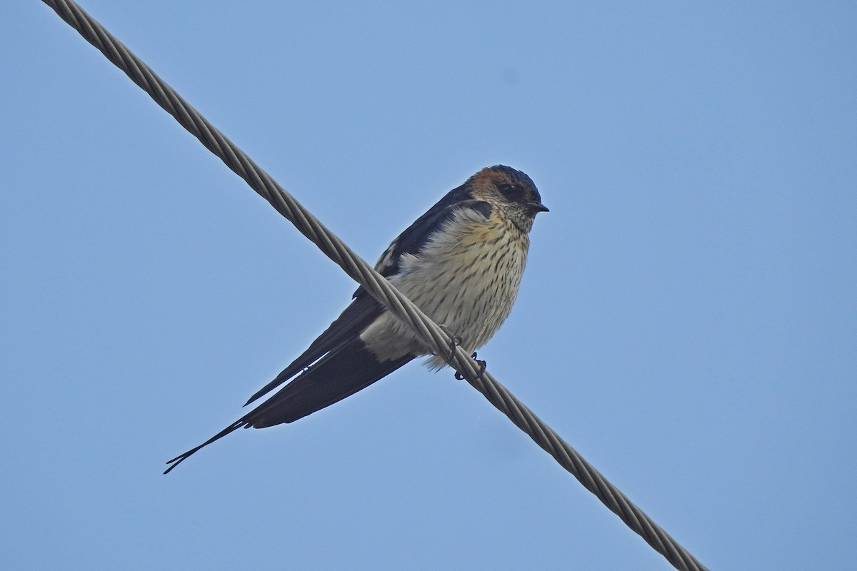 Striated Swallow - ML616401189