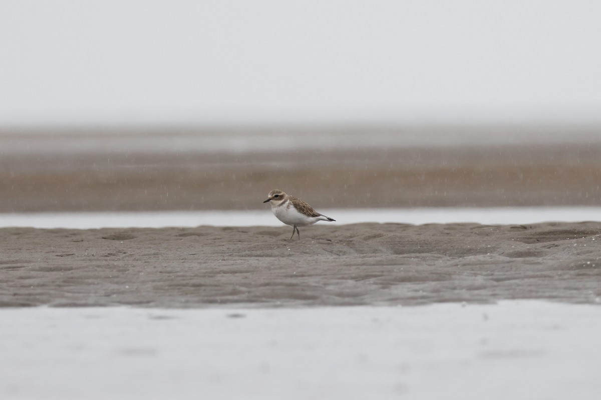 Double-banded Plover - Braden McDonald