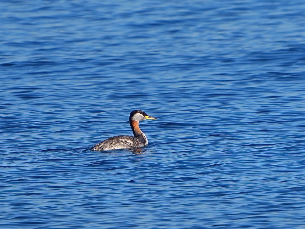 Red-necked Grebe - ML616401221