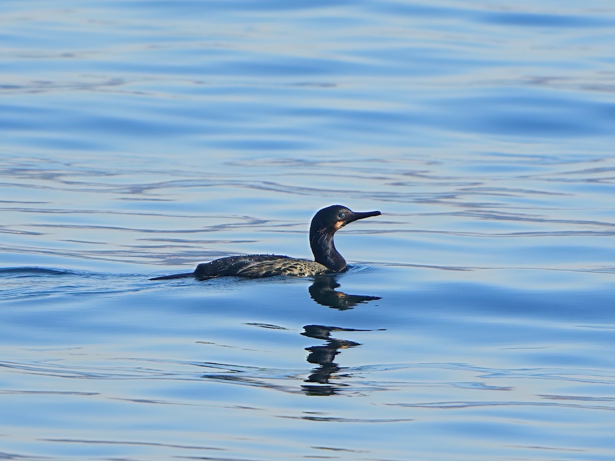 Brandt's Cormorant - ML616401228