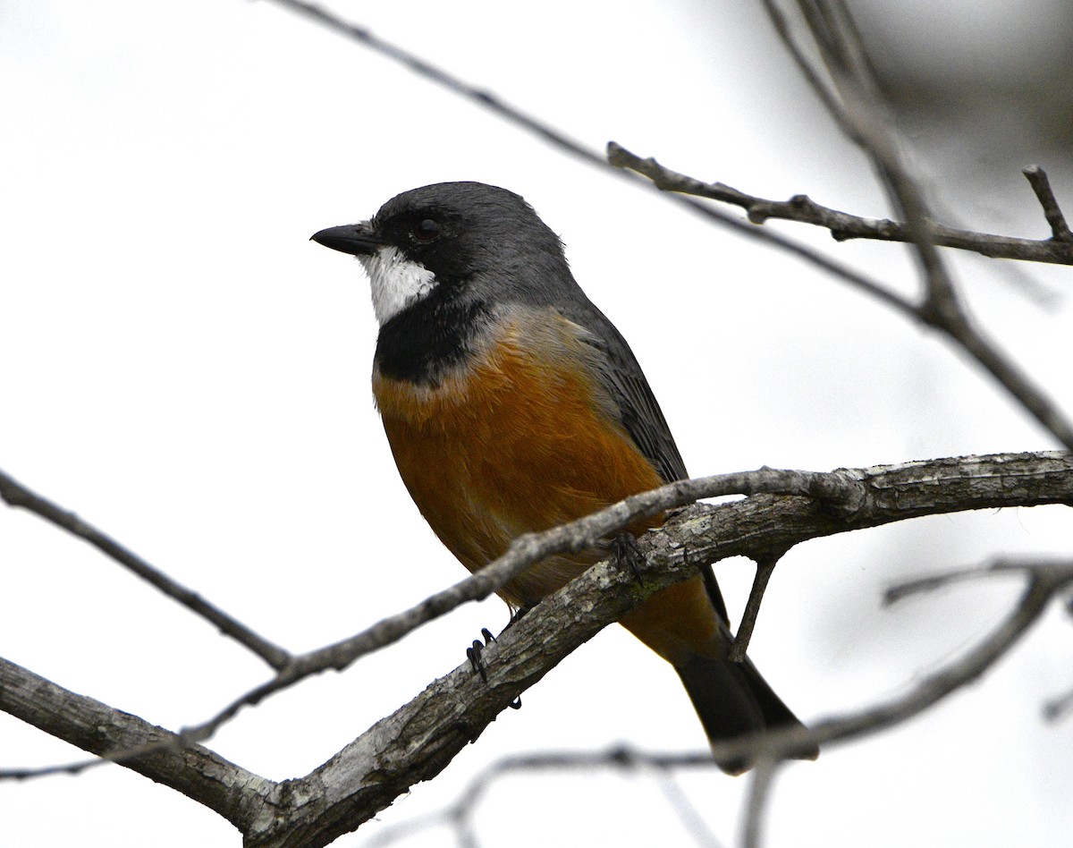 Rufous Whistler - Stuart  Beil