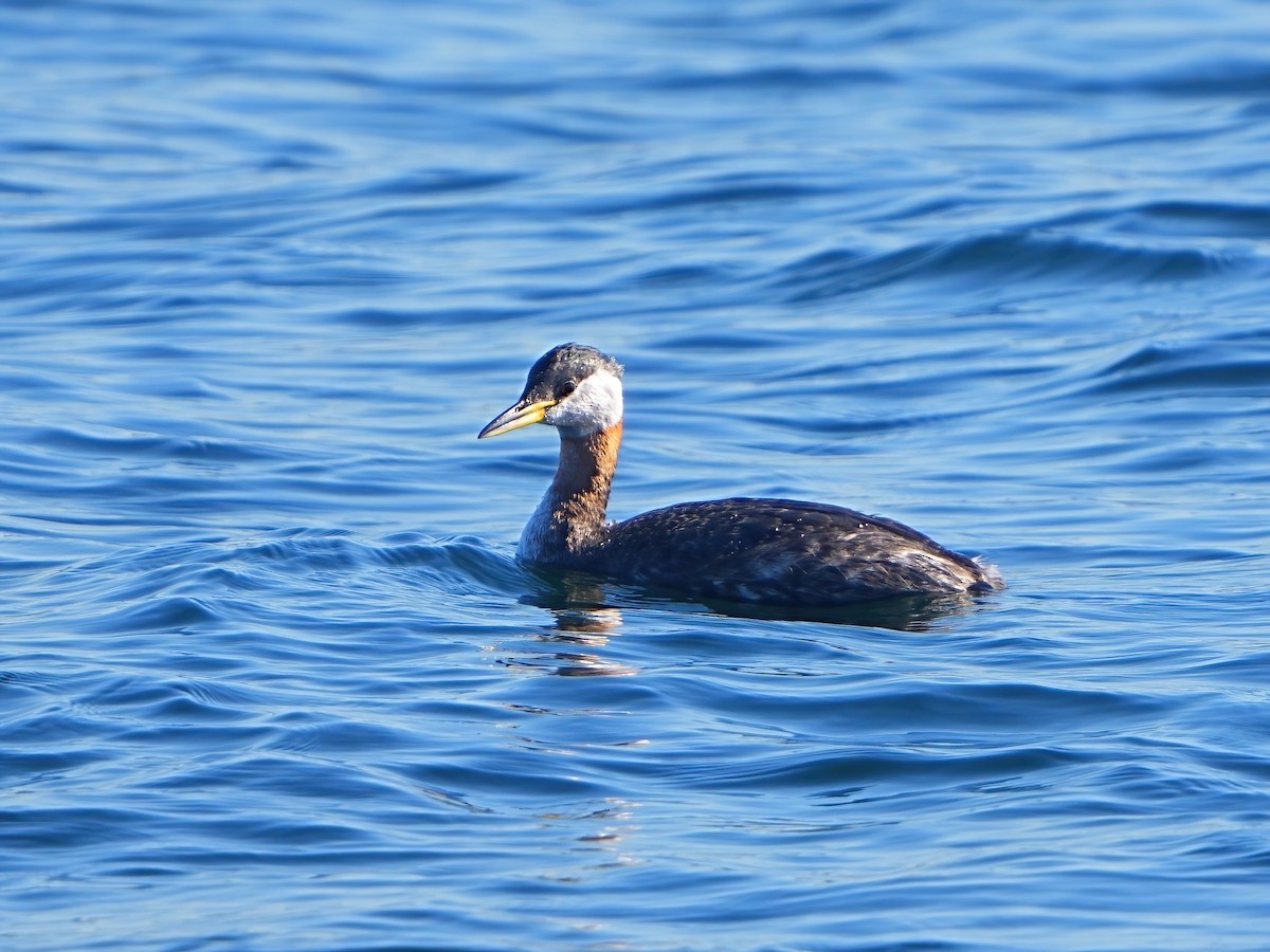 Red-necked Grebe - ML616401318