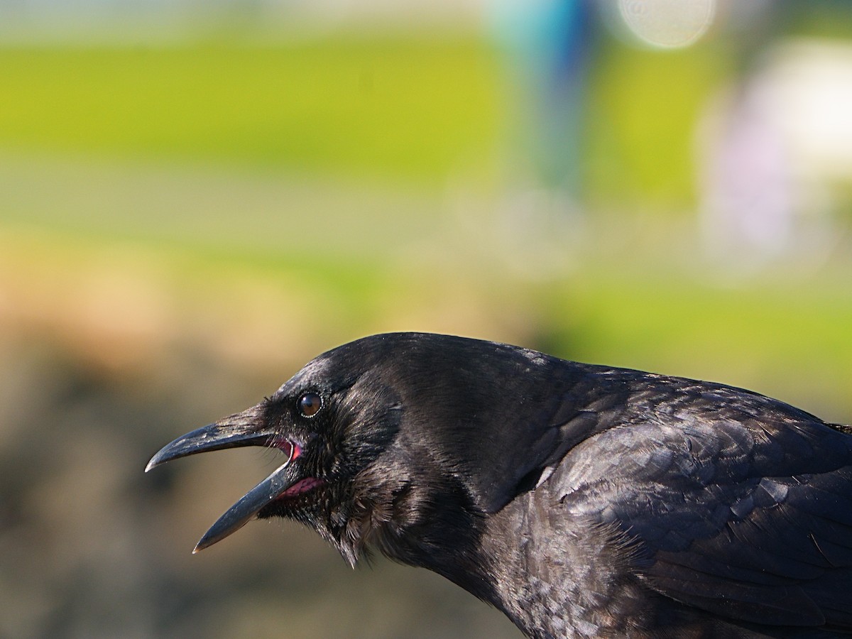 American Crow - ML616401345