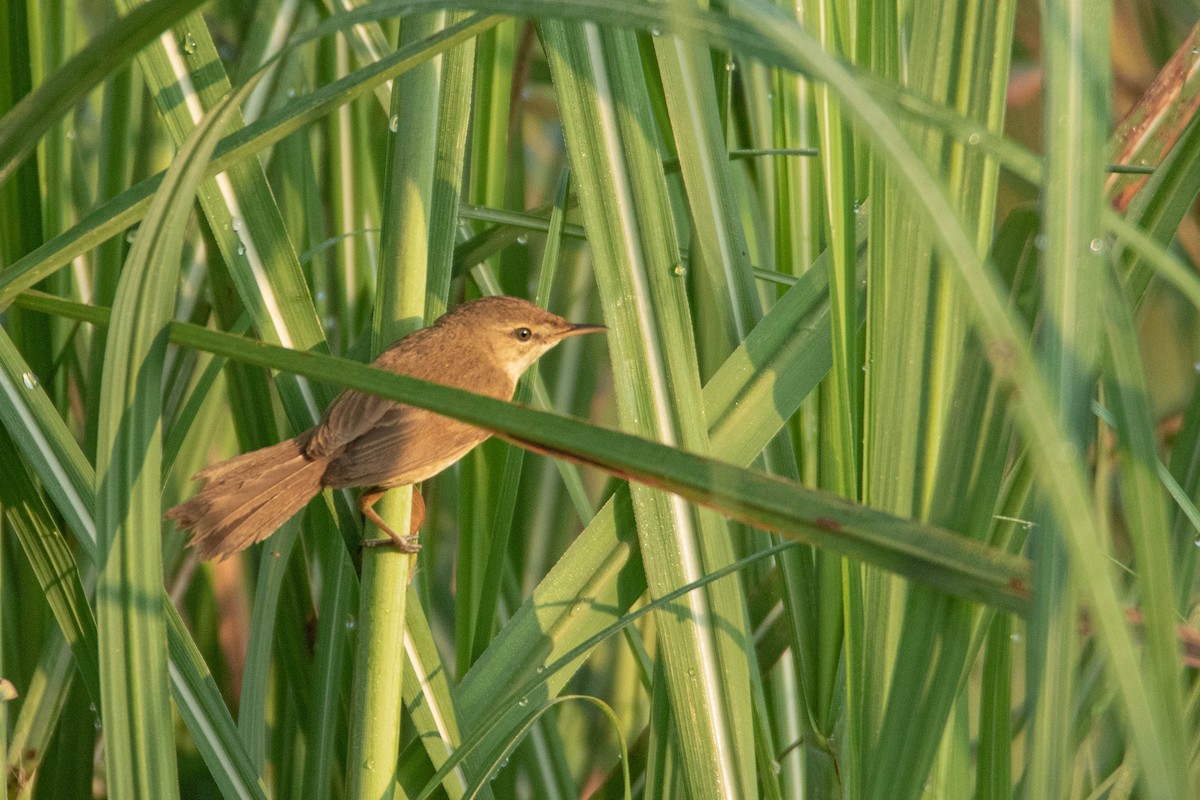 鈍翅葦鶯 - ML616401394