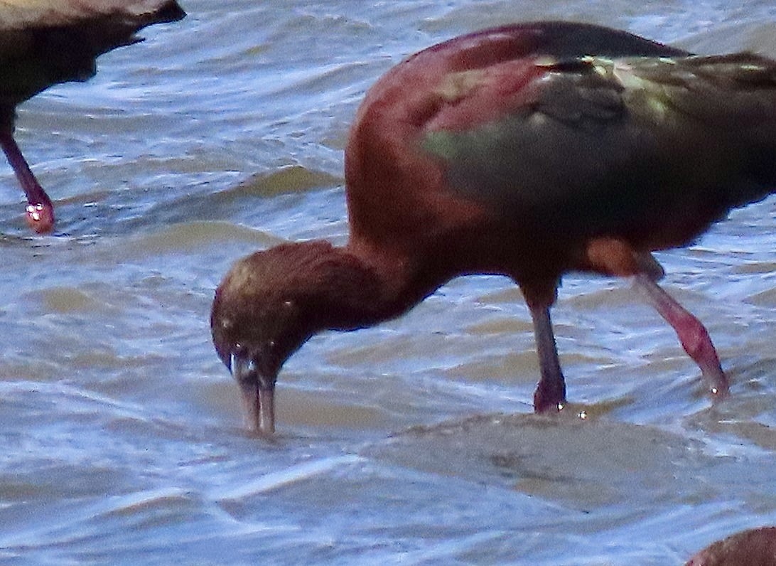 Glossy Ibis - ML616401402