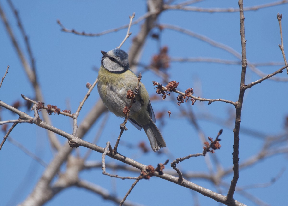 Eurasian Blue Tit - ML616401421