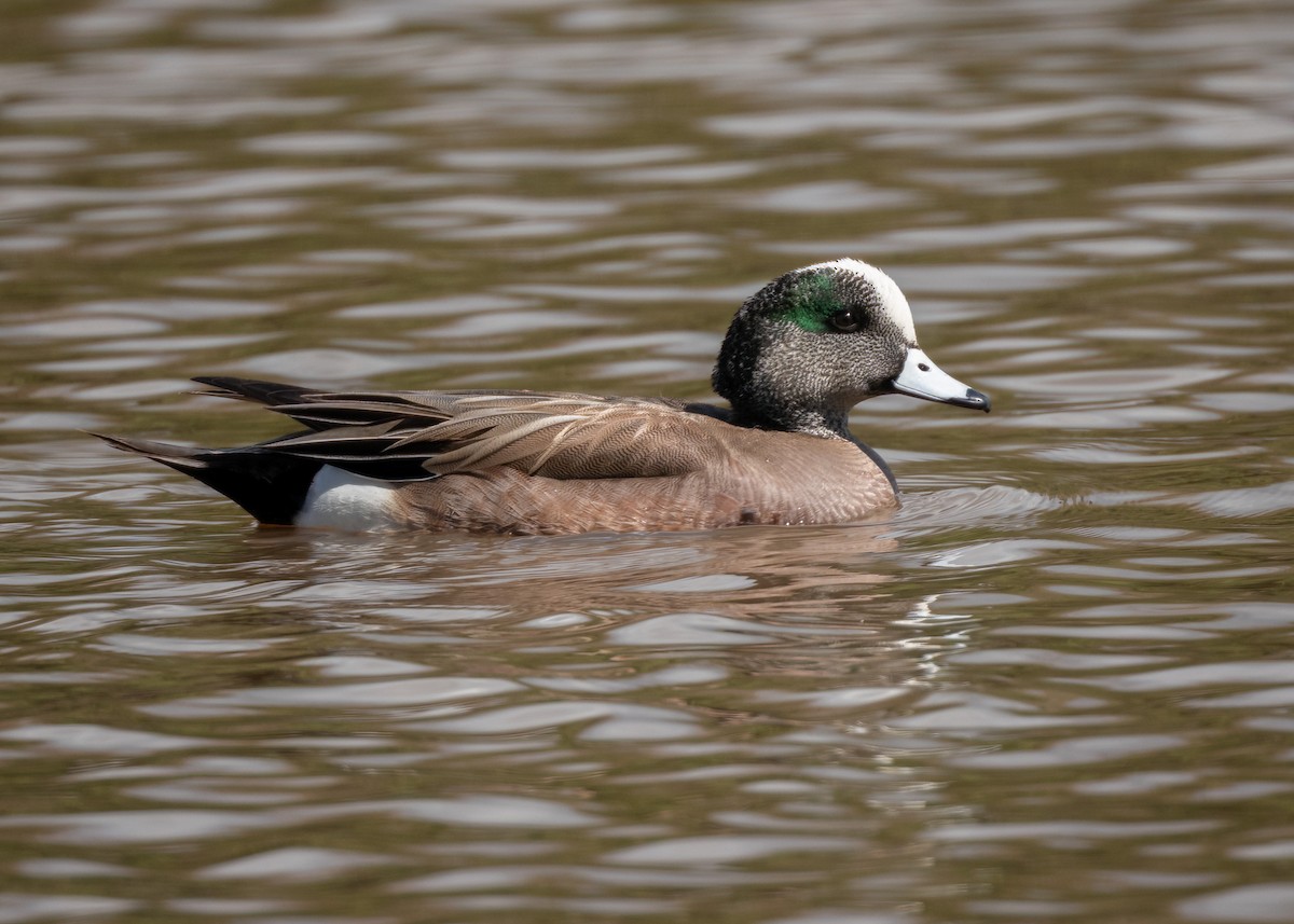 American Wigeon - Sue Cook