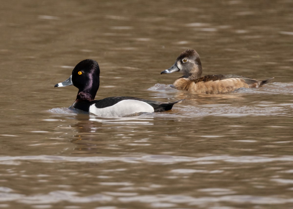 Ring-necked Duck - Sue Cook