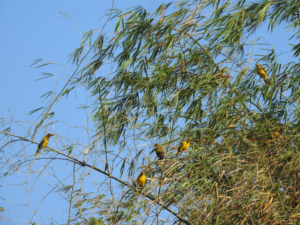 Black-naped Oriole - Bayani Thaddeus Barcenas