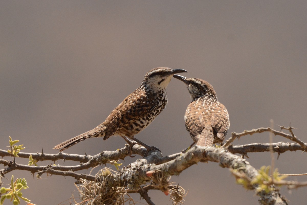 Boucard's Wren - Linnaea Wright