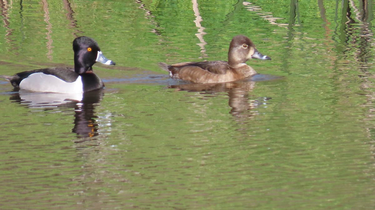 Ring-necked Duck - ML616401562