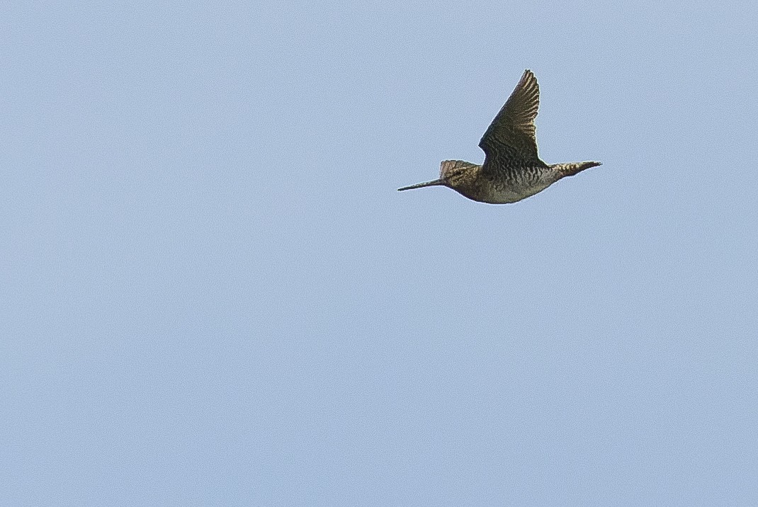 Swinhoe's Snipe - ML616401565