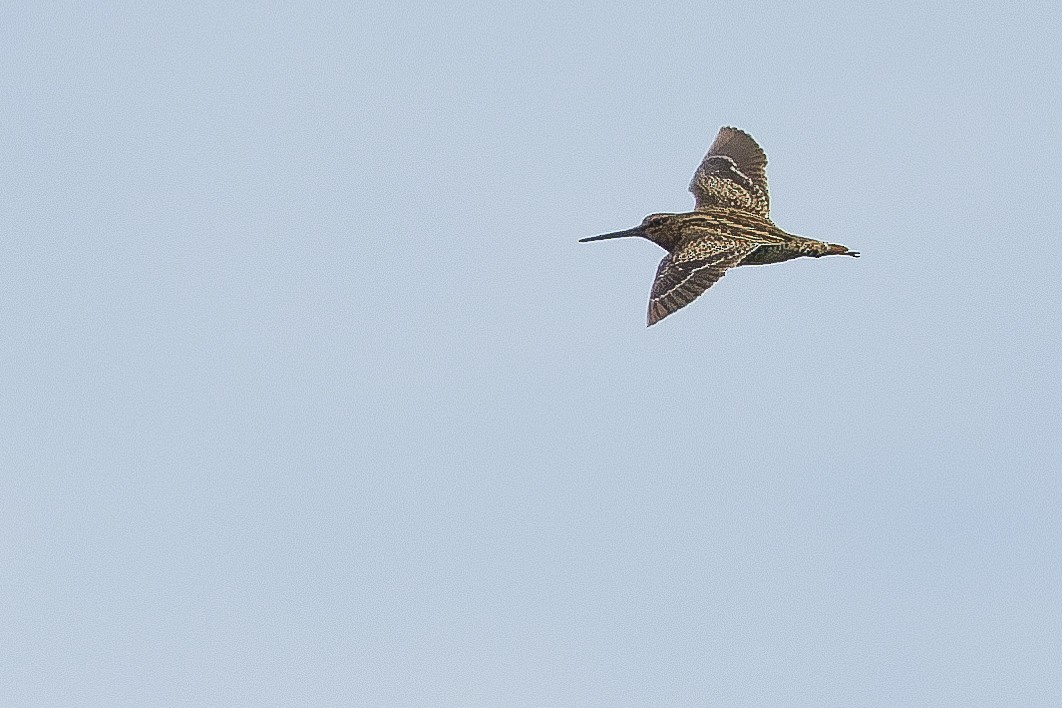 Swinhoe's Snipe - ML616401568