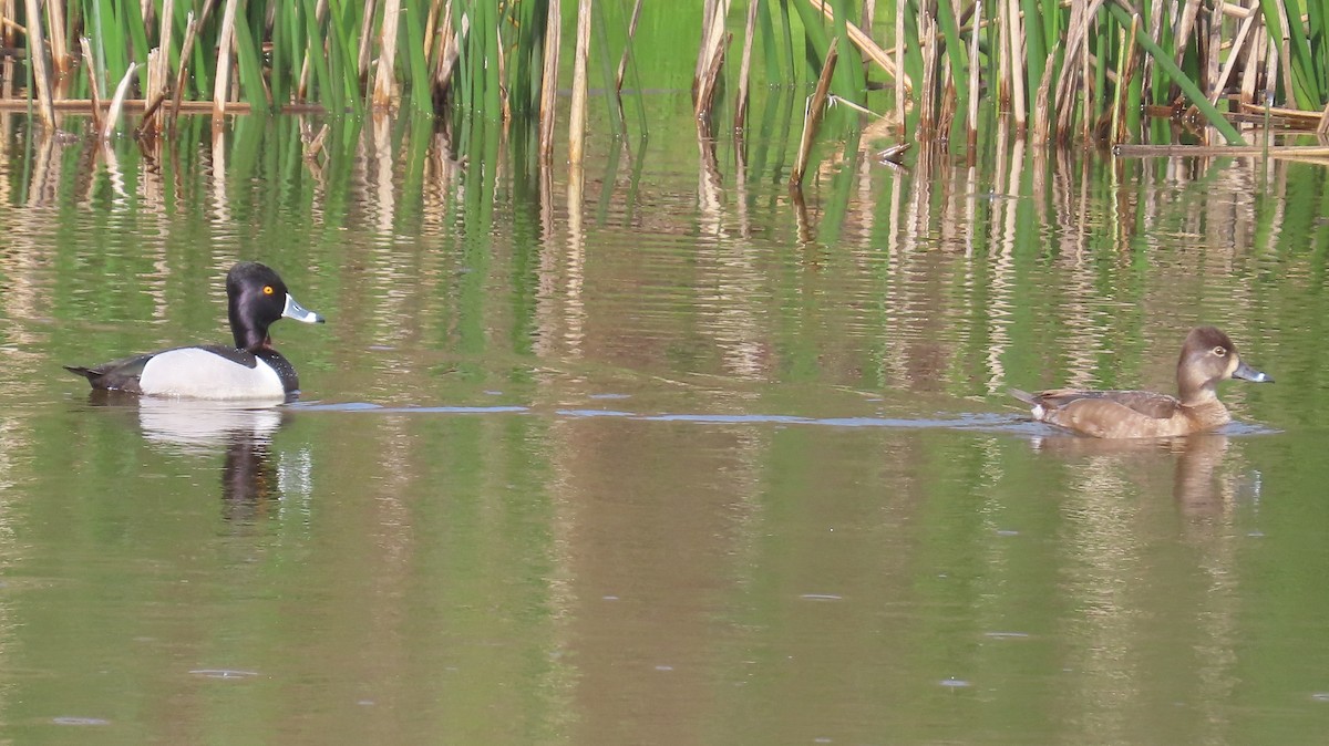 Ring-necked Duck - ML616401570