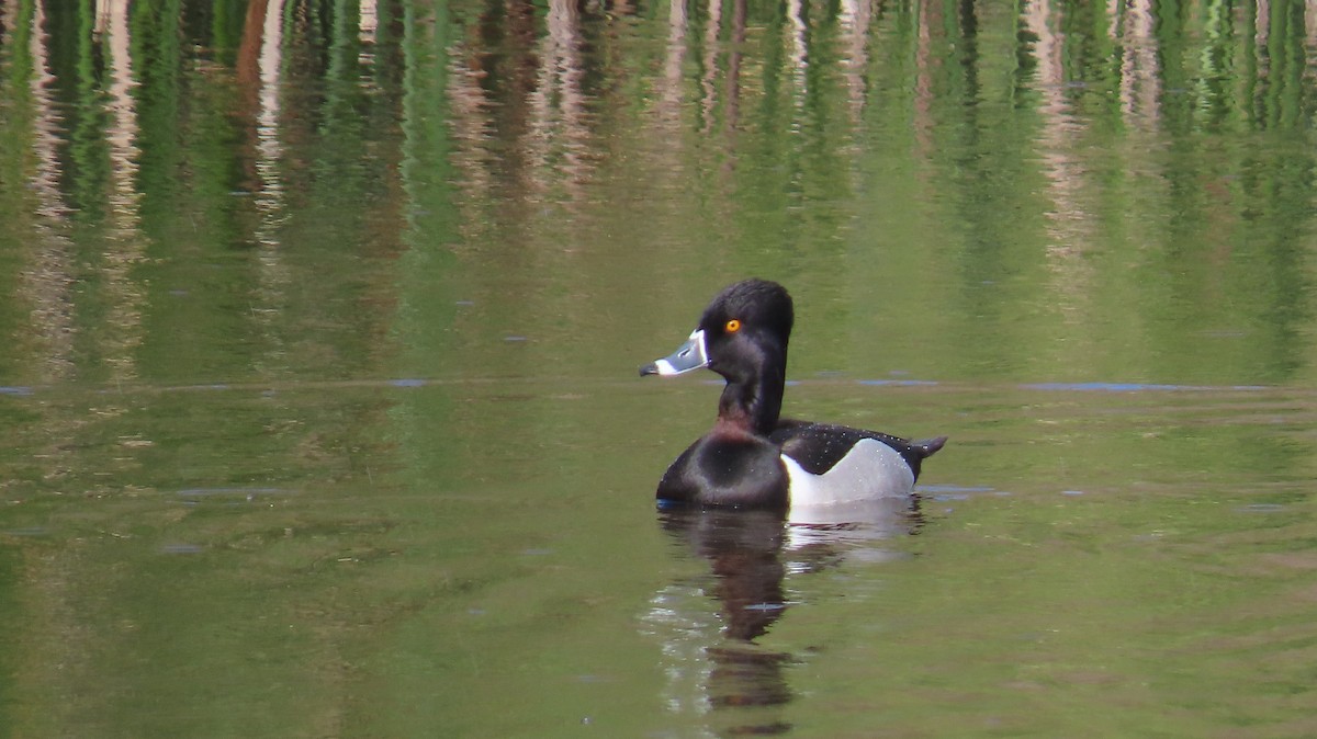 Ring-necked Duck - Petra Clayton