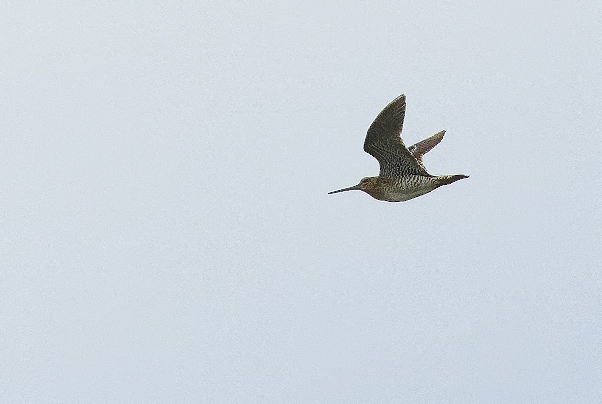 Swinhoe's Snipe - ML616401574