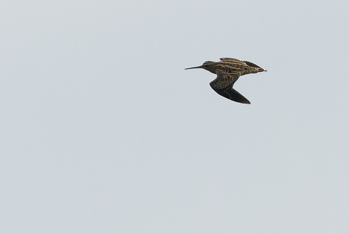 Swinhoe's Snipe - ML616401576