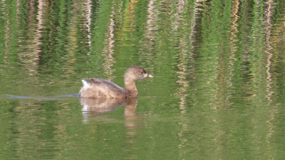 Pied-billed Grebe - ML616401589