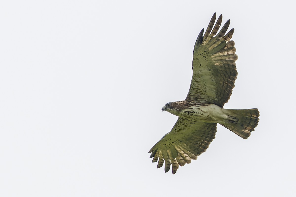 Pygmy Eagle - ML616401617