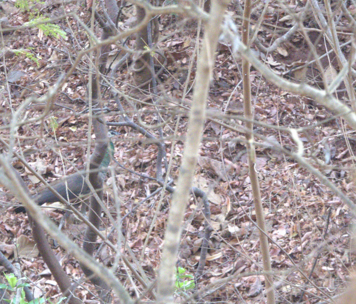 Indian Peafowl - ML616401634