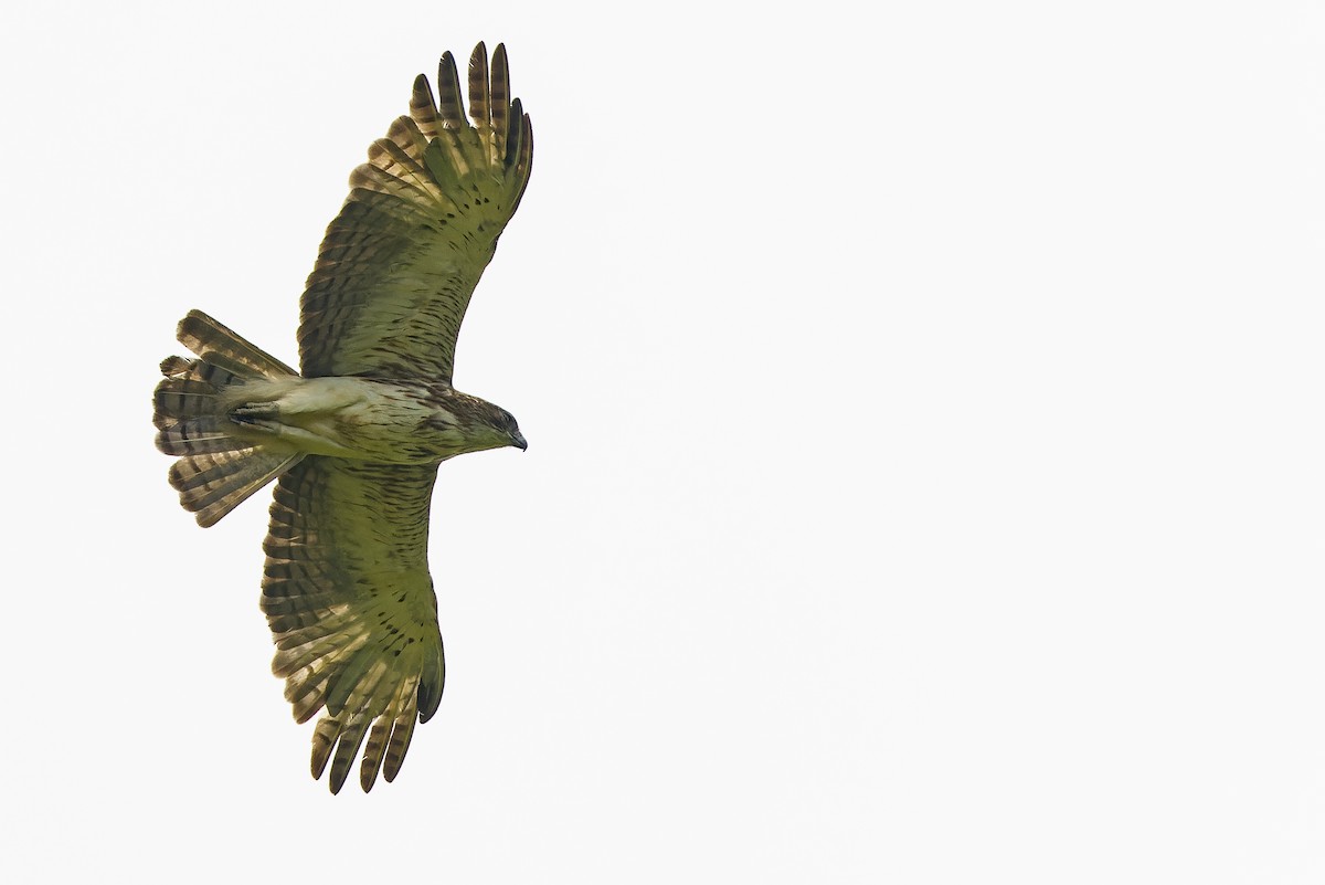 Pygmy Eagle - Joachim Bertrands