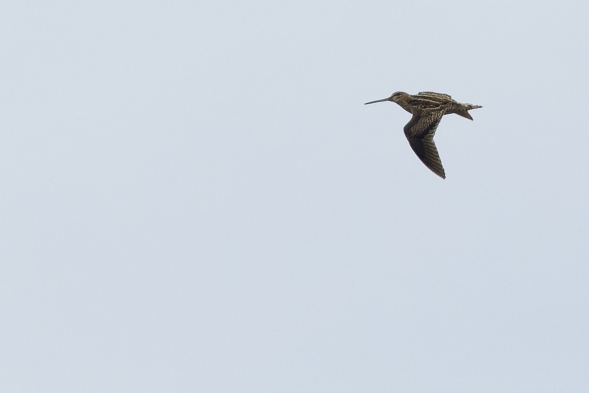 Swinhoe's Snipe - ML616401643