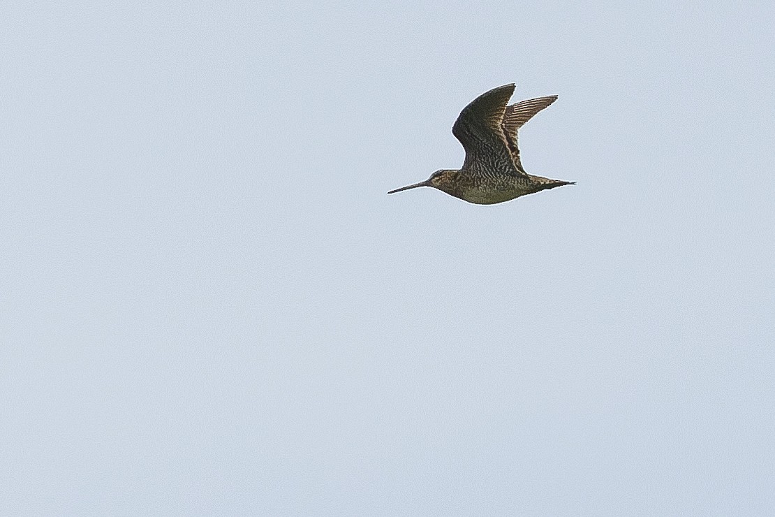 Swinhoe's Snipe - Joachim Bertrands