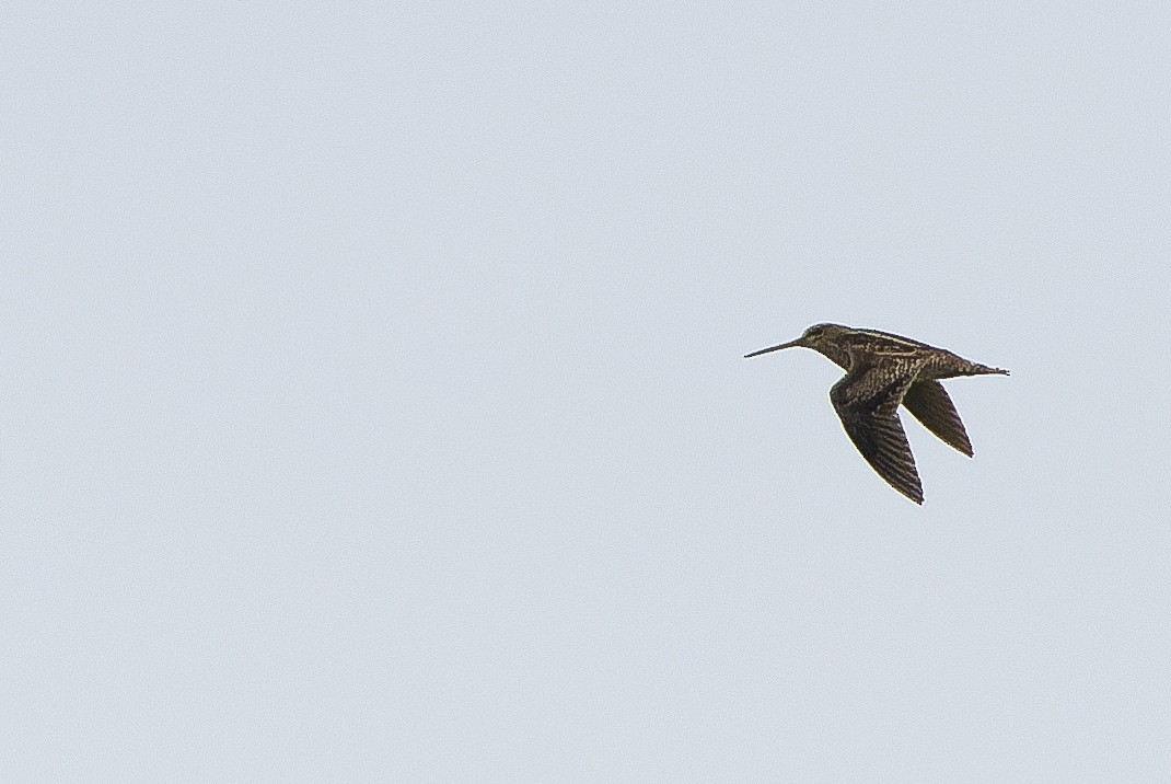 Swinhoe's Snipe - ML616401646