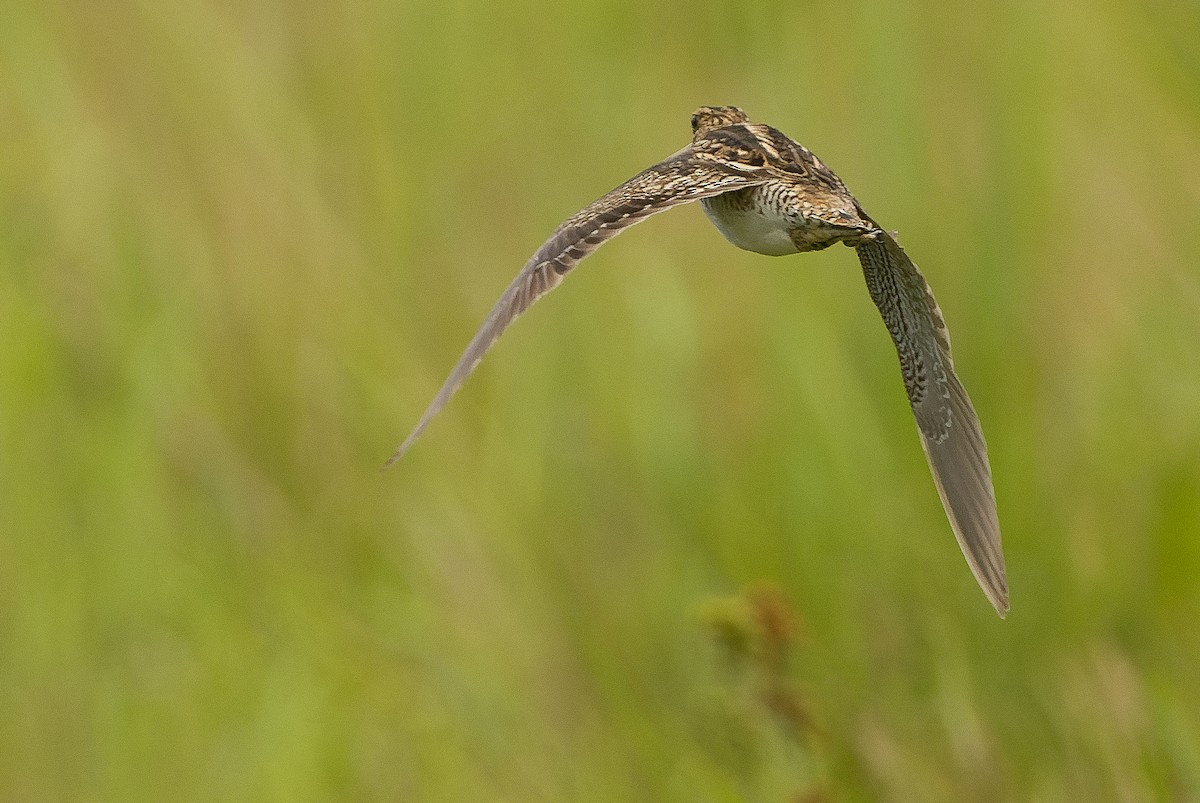 Swinhoe's Snipe - Joachim Bertrands