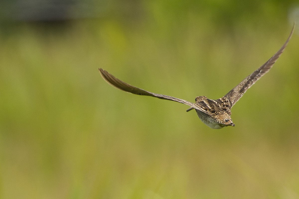 Swinhoe's Snipe - ML616401648