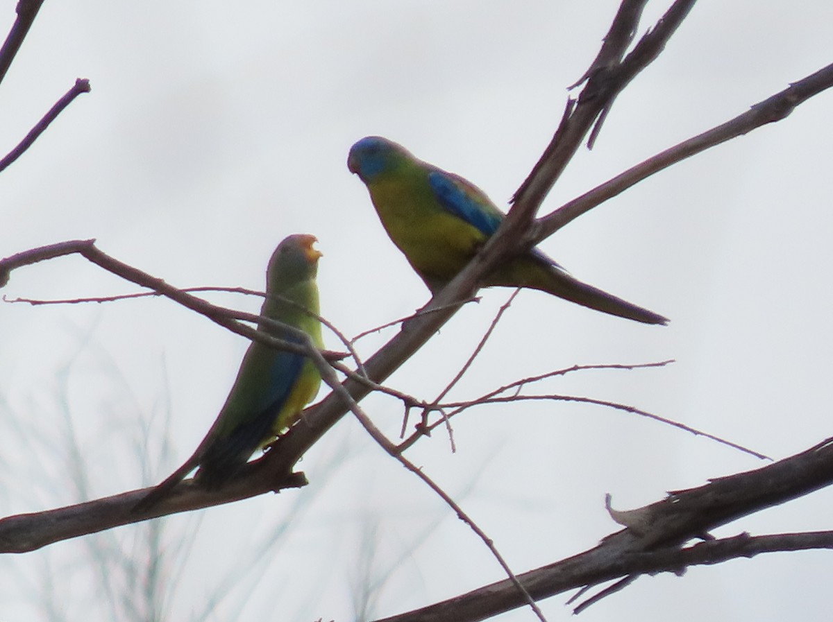 Turquoise Parrot - ML616401651