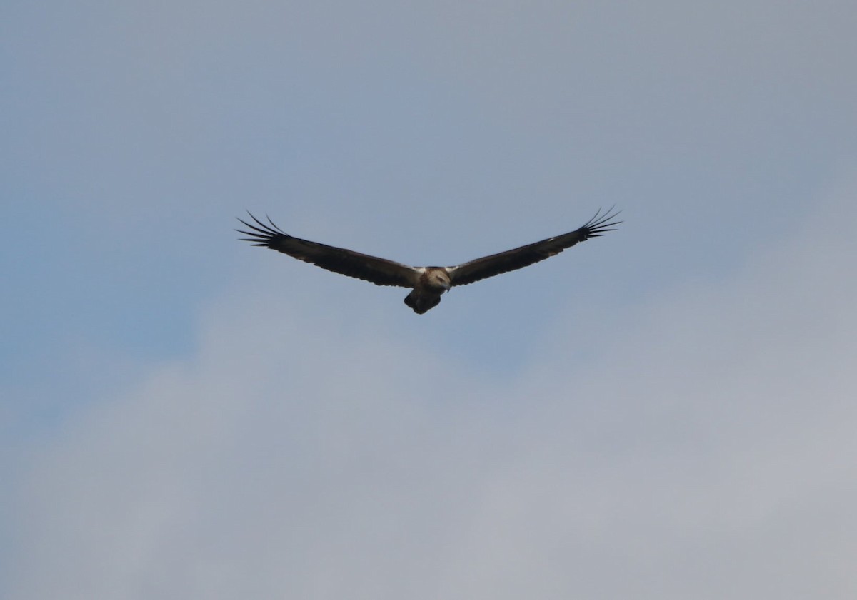 White-bellied Sea-Eagle - ML616401657