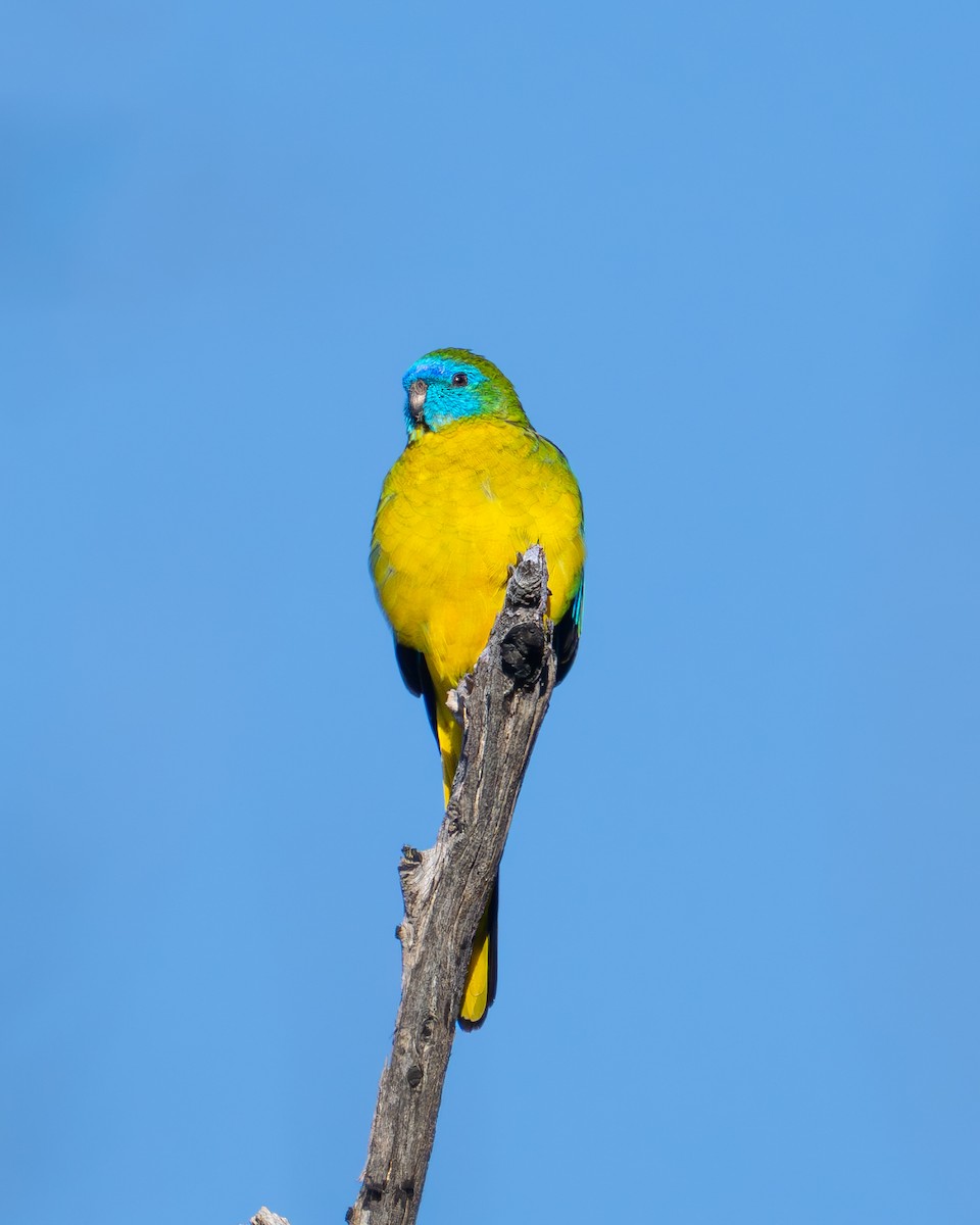 Turquoise Parrot - ML616401675