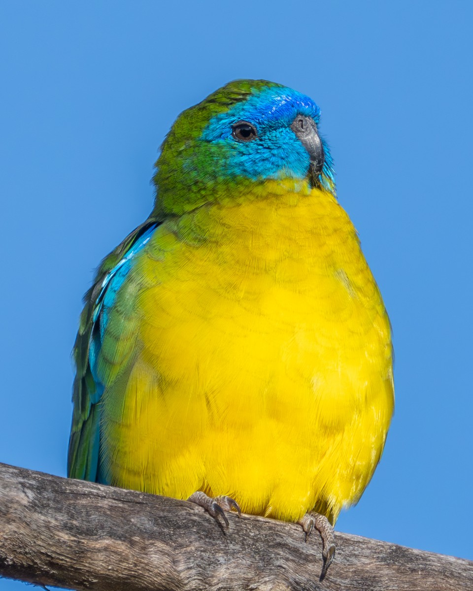 Turquoise Parrot - ML616401676