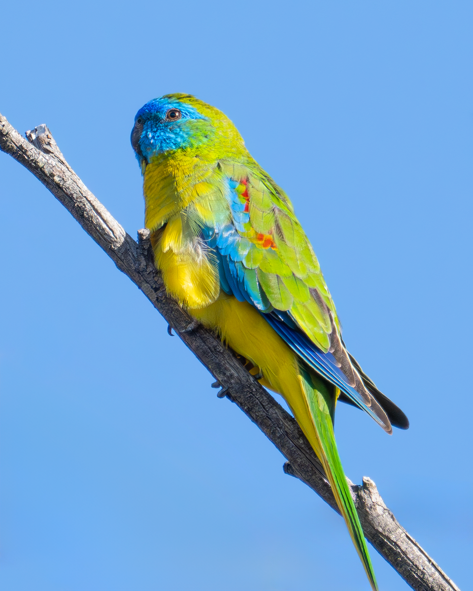 Turquoise Parrot - ML616401677