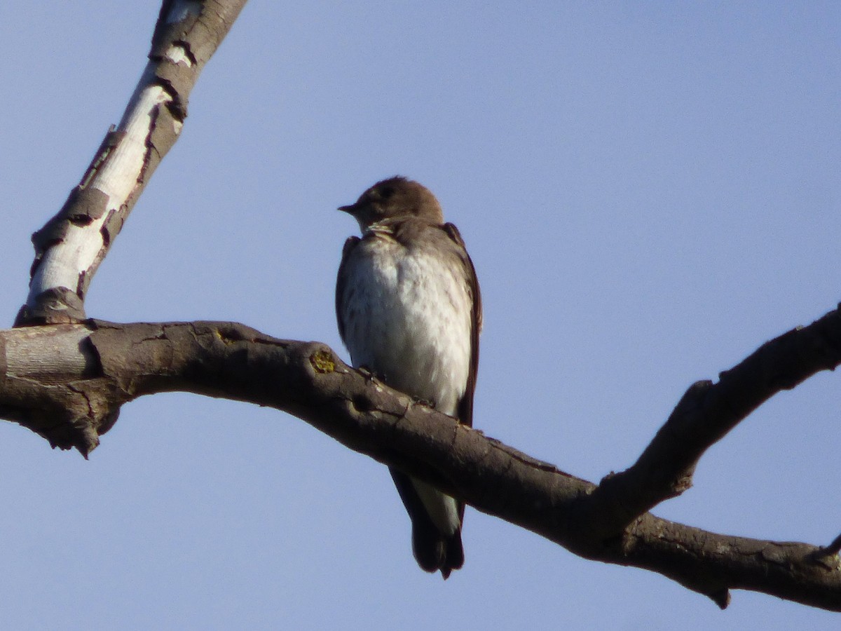 Northern Rough-winged Swallow - ML616401718