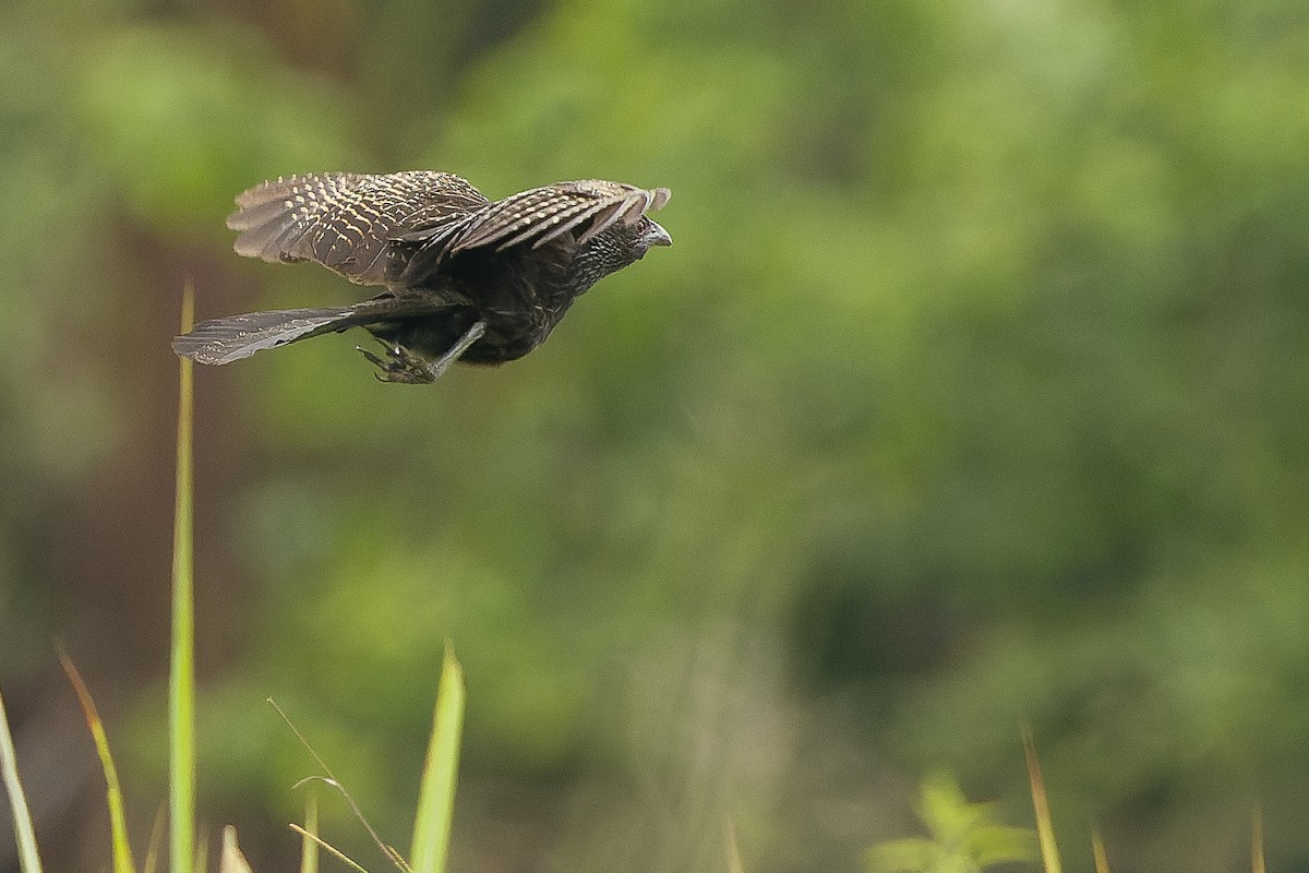 Lesser Black Coucal - ML616401734