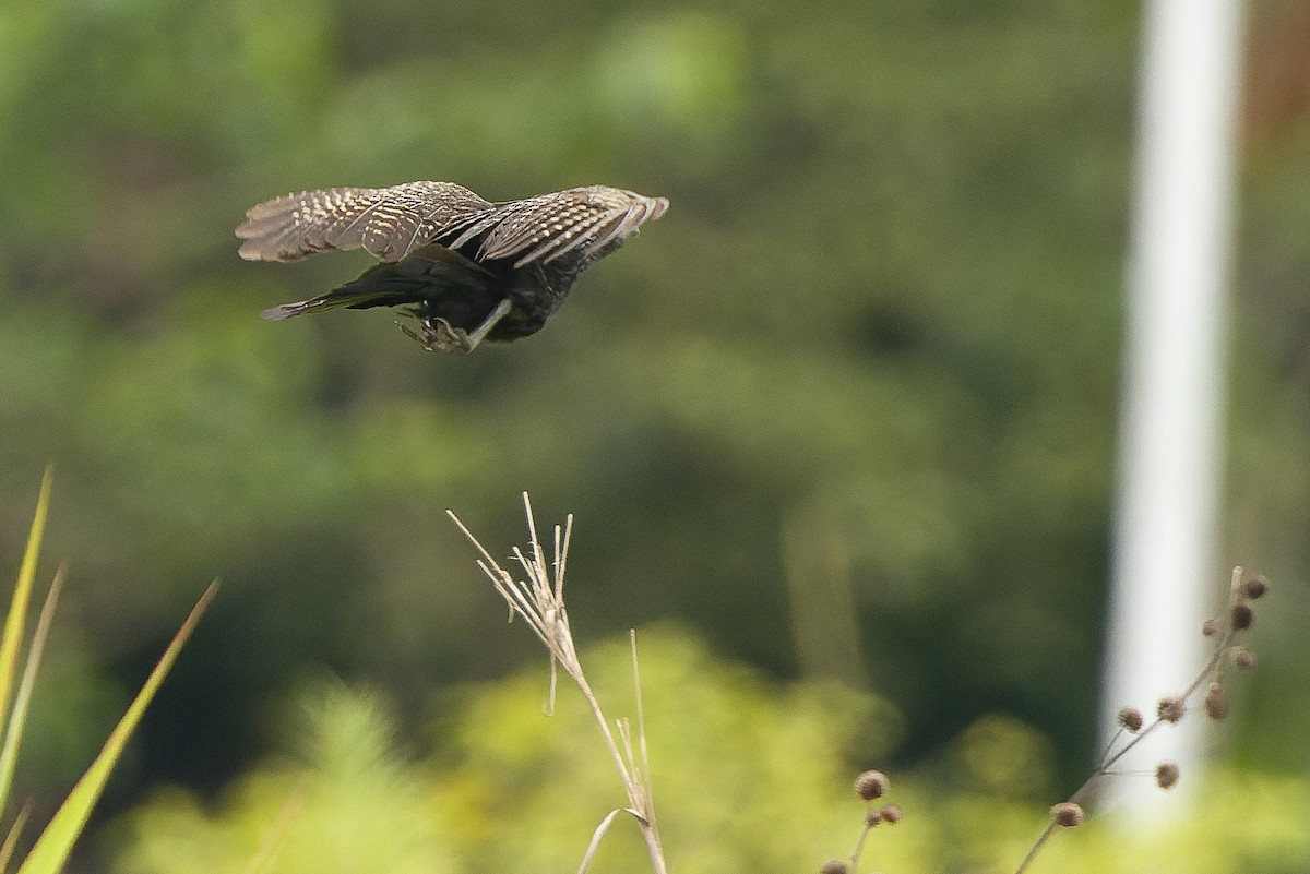 Lesser Black Coucal - Joachim Bertrands