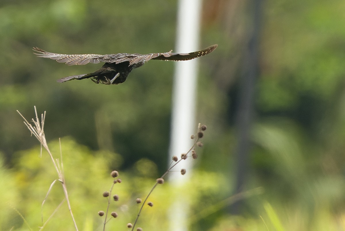 Lesser Black Coucal - ML616401737