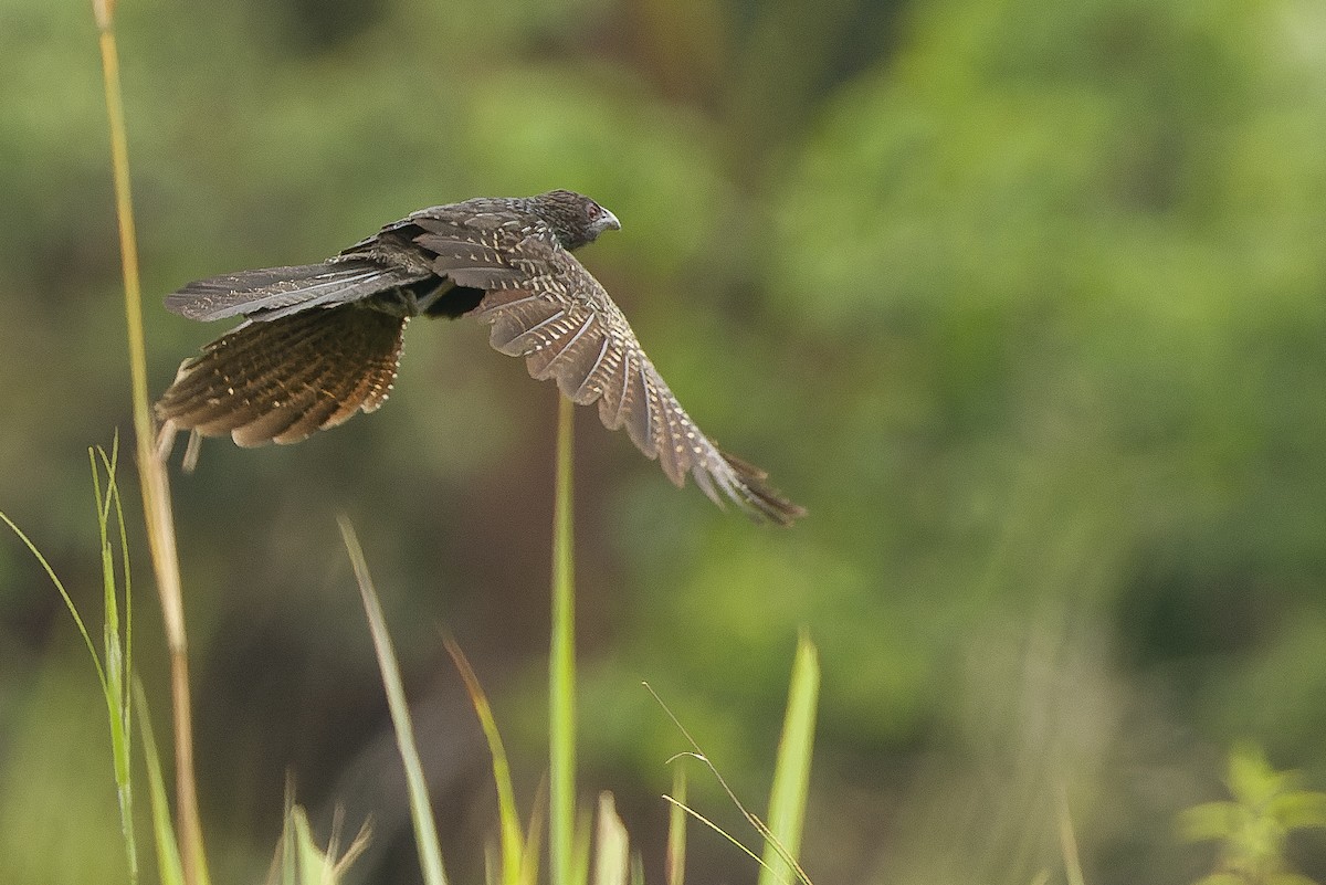 Lesser Black Coucal - Joachim Bertrands