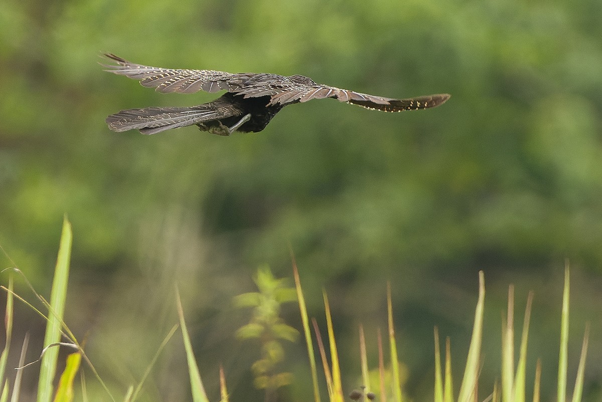 Lesser Black Coucal - Joachim Bertrands