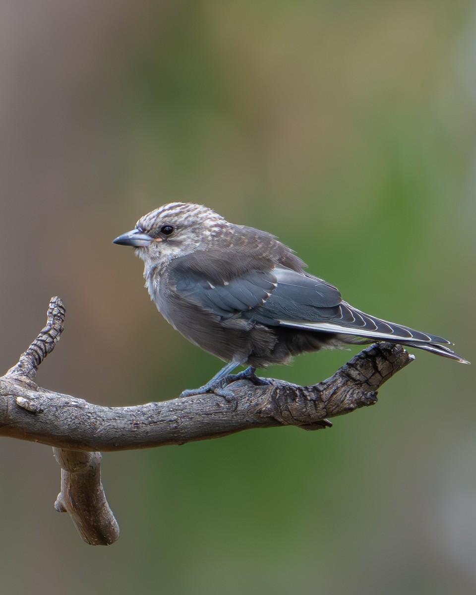 Dusky Woodswallow - Peter Sternes