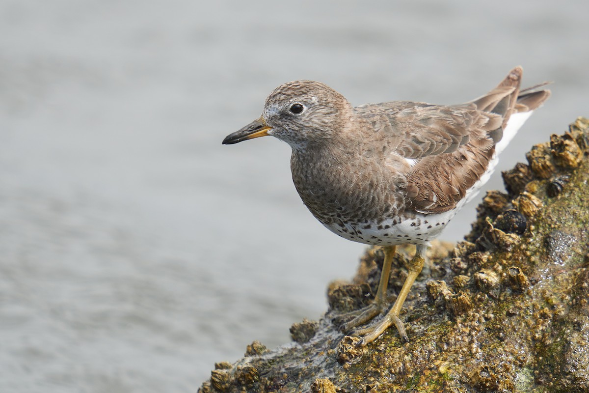 Surfbird - Grigory Heaton